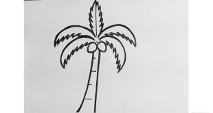 Cara Menggambar Pohon Kelapa