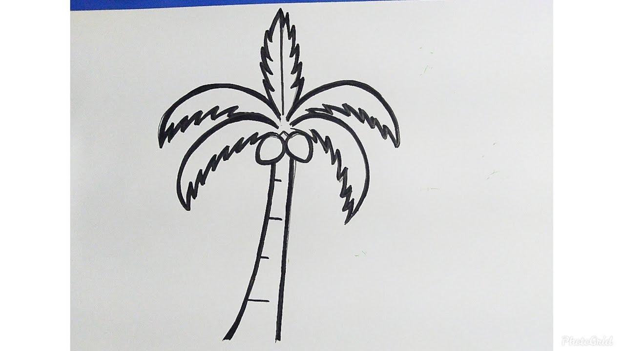 Cara Menggambar Pohon Kelapa